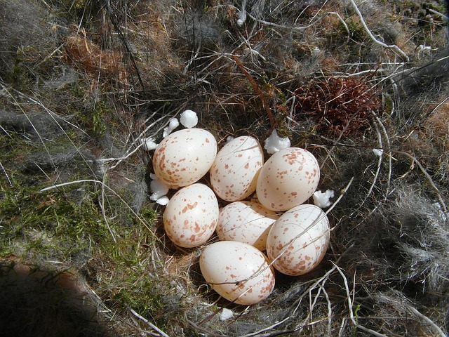 incubadora huevos