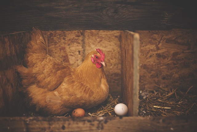 incubadora para huevos de gallina