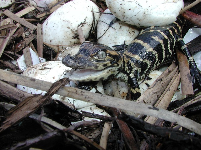 incubadora reptiles