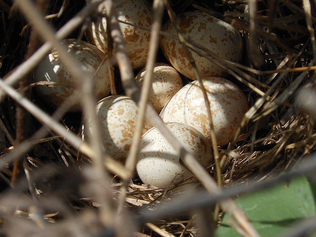 incubar huevos de perdiz con gallinas