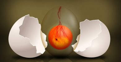 embrion de huevo