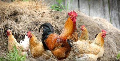 crianza de pollos en granja