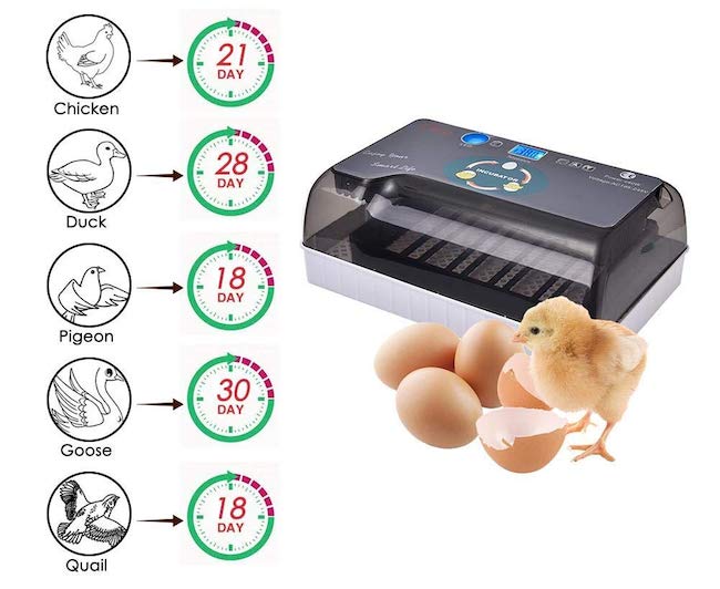cuanto incubar huevos en incubadora