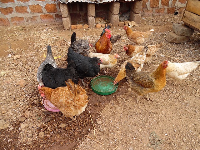 granja ecológica gallinas