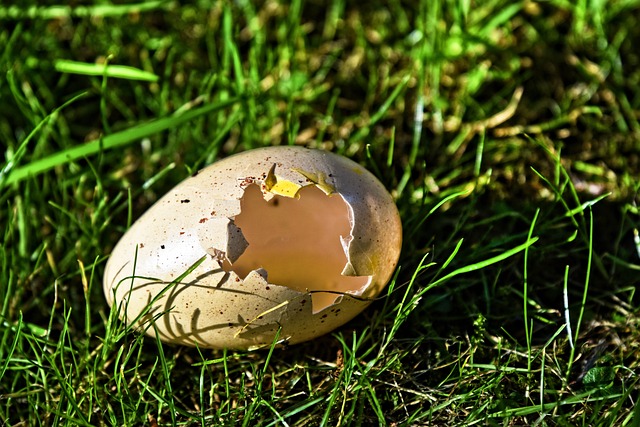 huevo vacío eclosionado