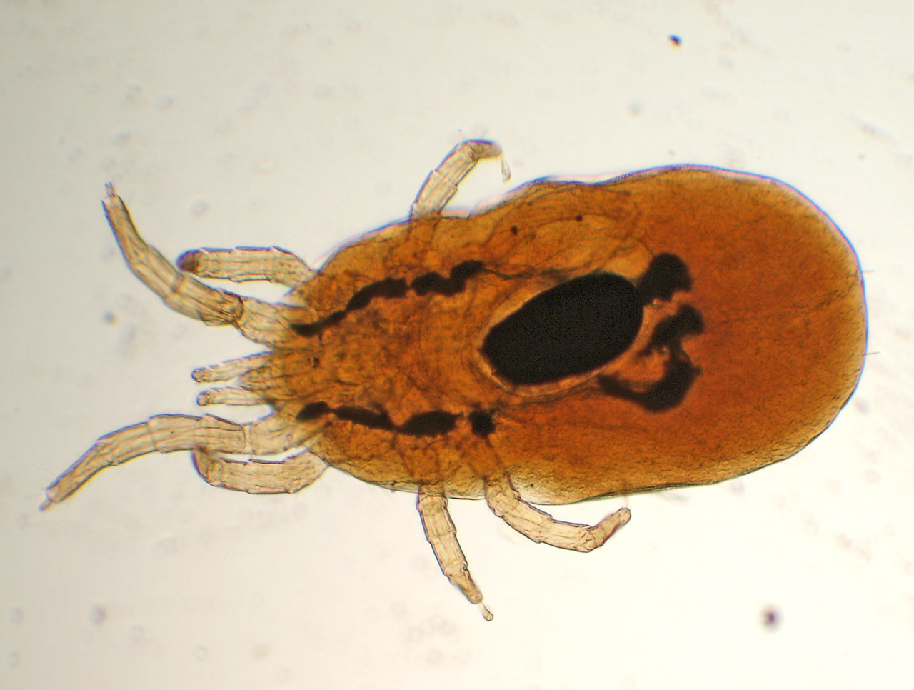 Dermanyssus-gallinae