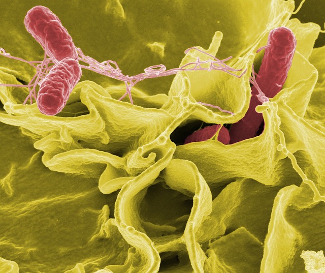 salmonela bacteria